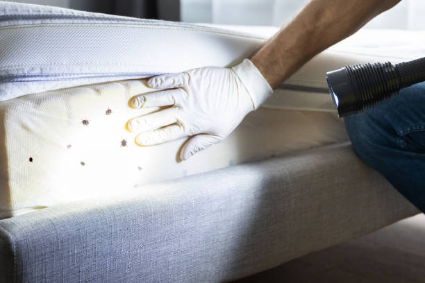 Best Best Pest Control Companies  in Hurlock, MD